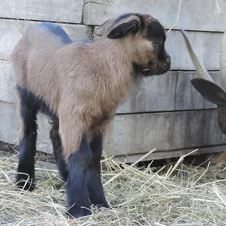 Societa Agricola Cacigolara Vakantieboerderij