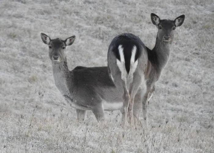 Societa Agricola Cacigolara Borgo Val di Taro