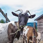 Societa Agricola Cacigolara