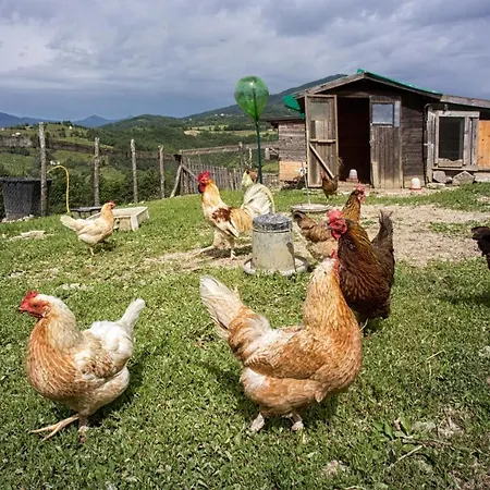 Societa Agricola Cacigolara Farma