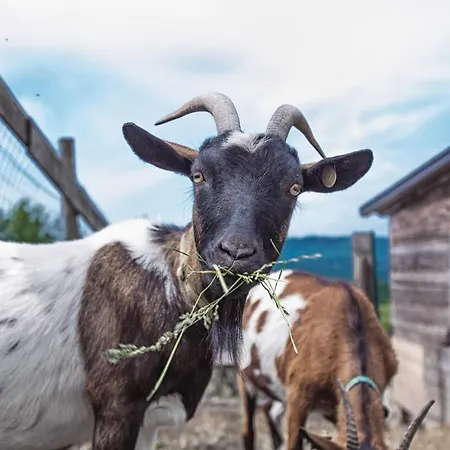 Società Agricola Cacigolara
