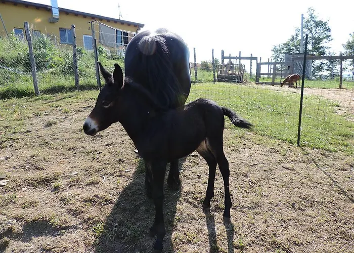 Società Agricola Cacigolara