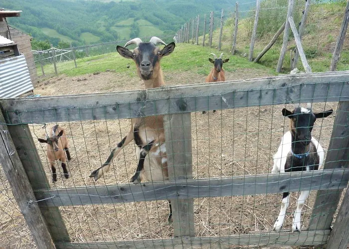 Società Agricola Cacigolara