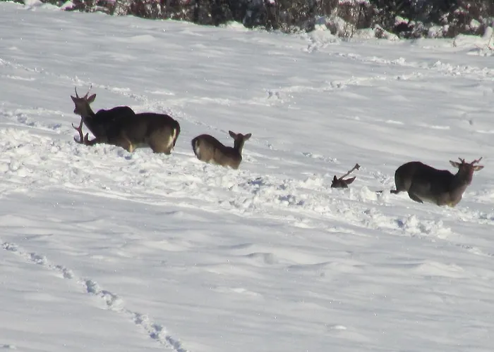 索赛塔阿格里科拉卡赛哥拉瑞农家乐 *