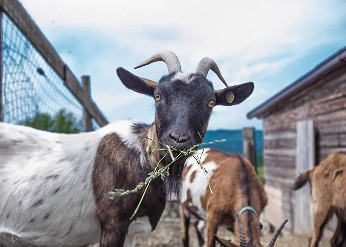Società Agricola Cacigolara